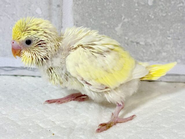 セキセイインコ