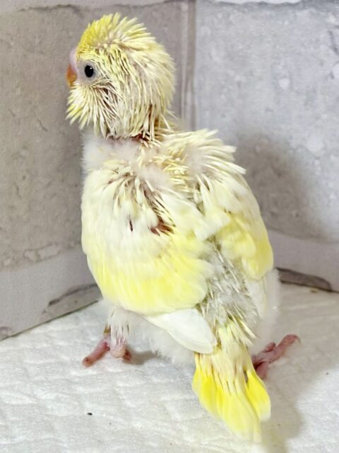 秋風が吹く中セキセイインコちゃんず来てくれました〜🎃🍁🌰 セキセイインコ