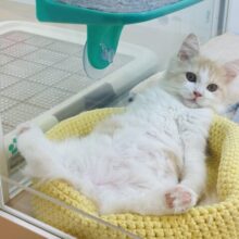 天真爛漫な甘ったれ♥サイベリアンくん！