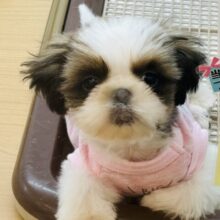 好き好きアピール爆発〜♡シーズーくん！