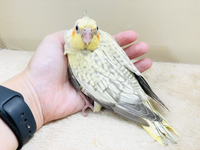 オカメインコ