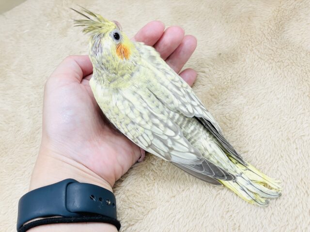 オカメインコ