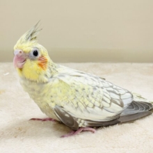 映えるのは正面からだよ🧡オカメインコ（シナモンパール）ヒナ