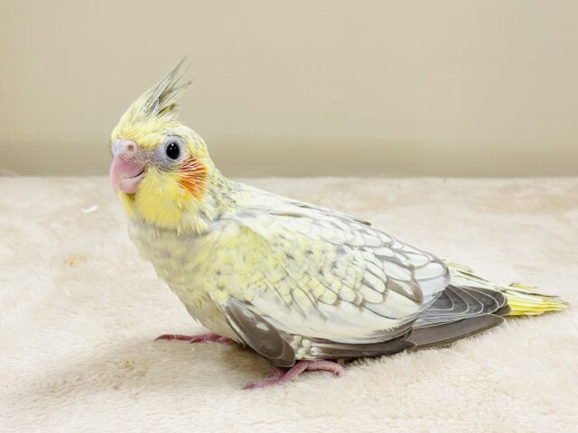 映えるのは正面からだよ🧡オカメインコ（シナモンパール）ヒナ