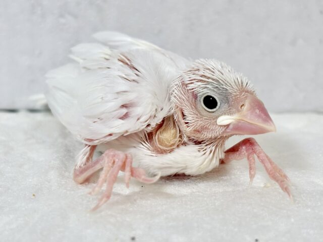 白文鳥 ‎🤍🪽❤️