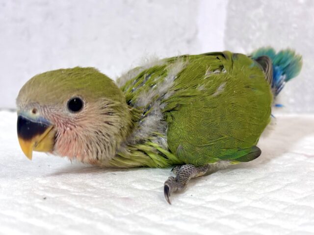 コザクラインコ（小桜インコ）