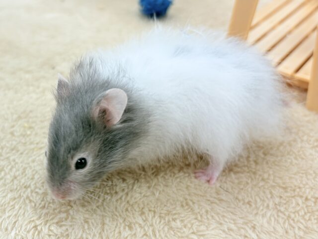 ゴールデンハムスター