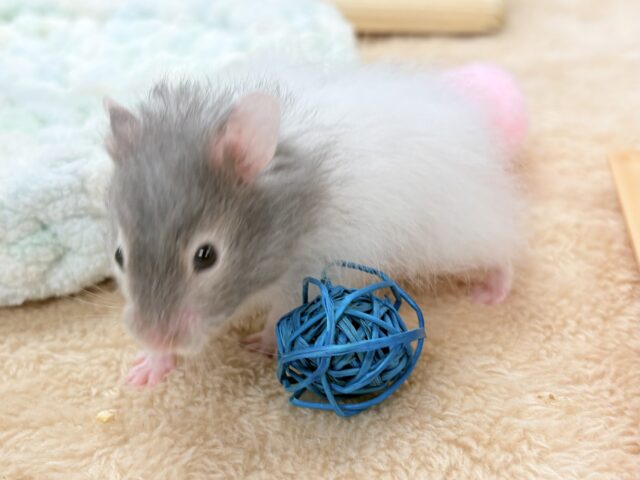 ゴールデンハムスター