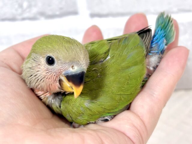 コザクラインコ（小桜インコ）