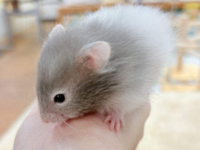 セーブルハムスター