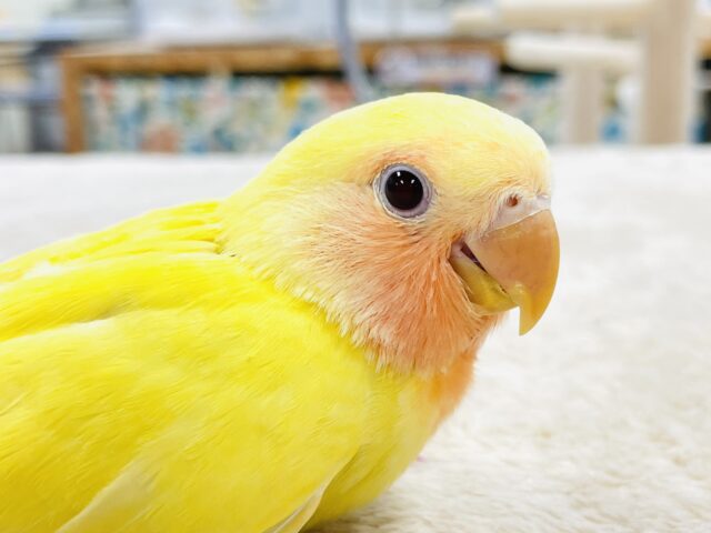 コザクラインコ（小桜インコ）