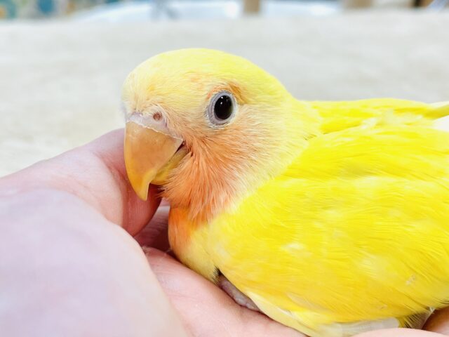 コザクラインコ（小桜インコ）
