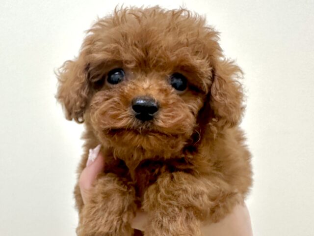 トイプードル