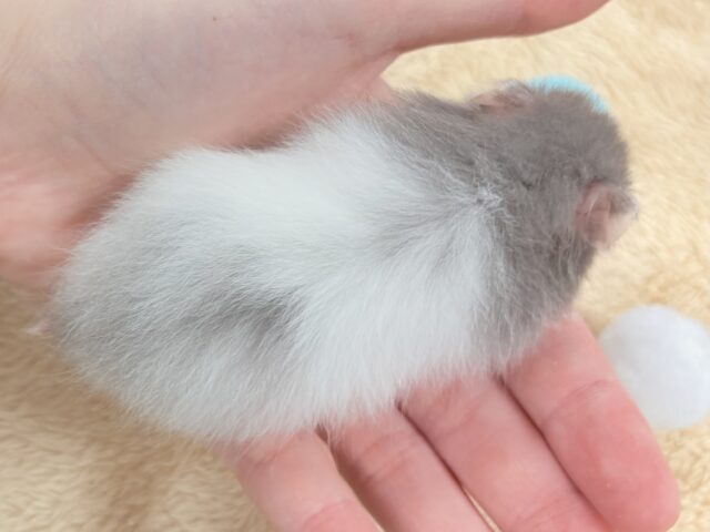 セーブルハムスター