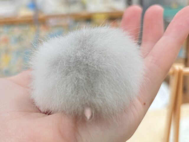 セーブルハムスター