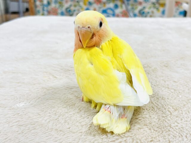コザクラインコ（小桜インコ）