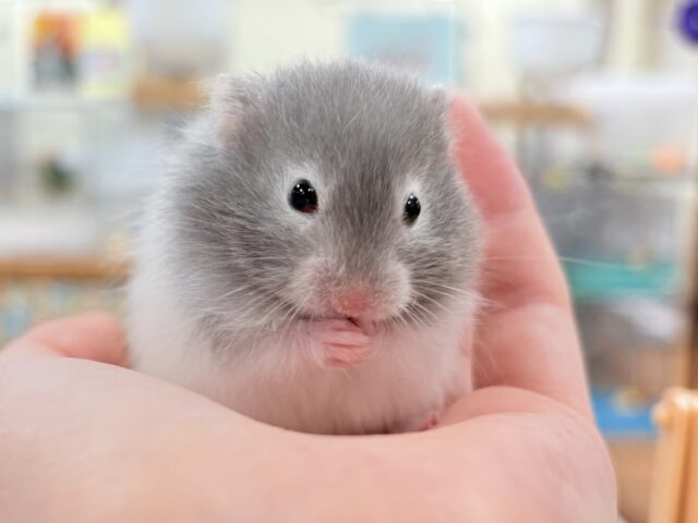 セーブルハムスター