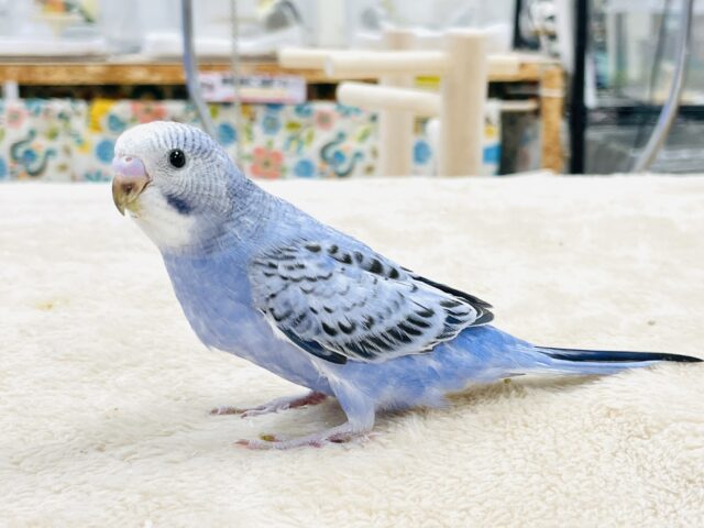 セキセイインコ