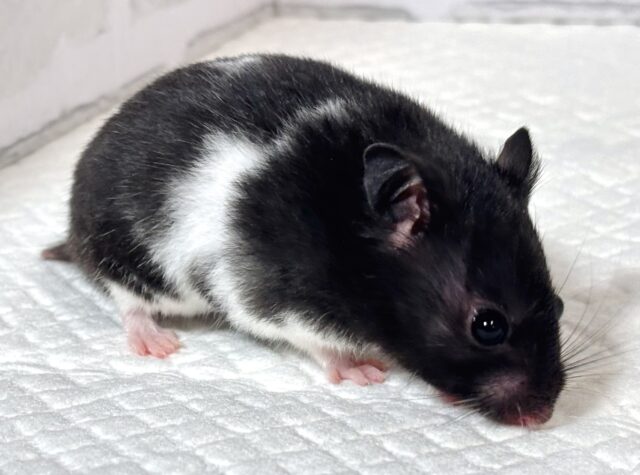 ドワーフハムスターの1種