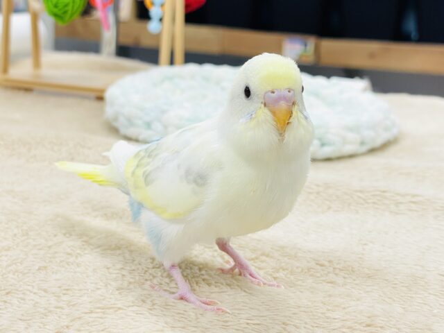 セキセイインコ