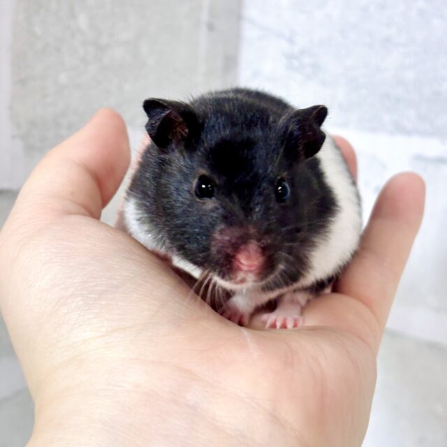 ドワーフハムスターの1種