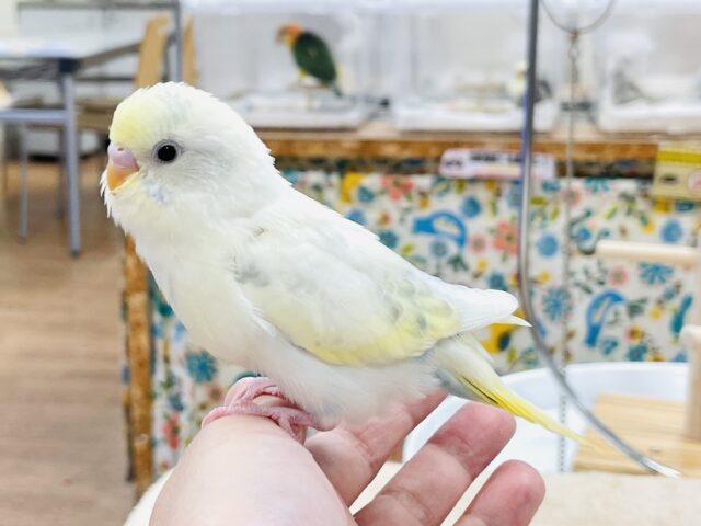 セキセイインコ