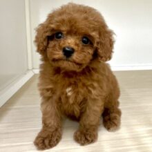 キラキラおめめ☆*。トイプードル男の子