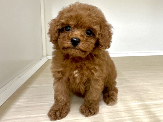 キラキラおめめ☆*。トイプードル男の子