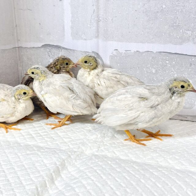 ヒメウズラ 色変わり 3羽 🐤🐤🐦