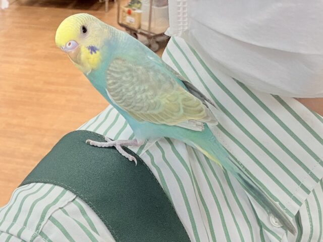 セキセイインコ