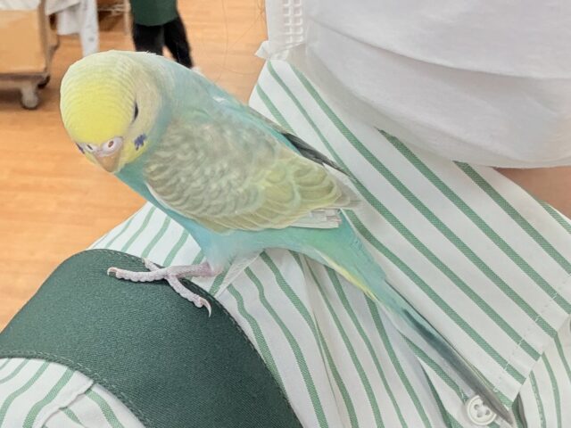 セキセイインコ