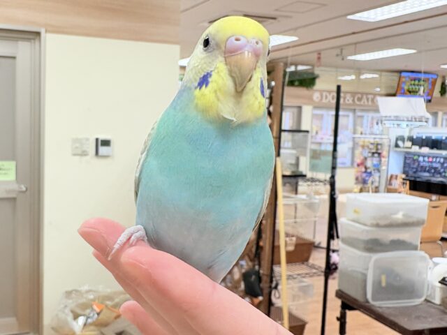 セキセイインコ