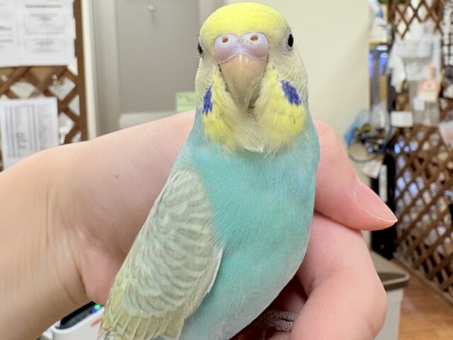 【最新画像】元気いっぱい🏃‍♀️走っちゃうよ✨セキセイインコ（パステルレインボー）