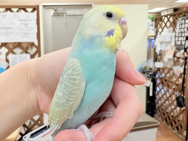 セキセイインコ