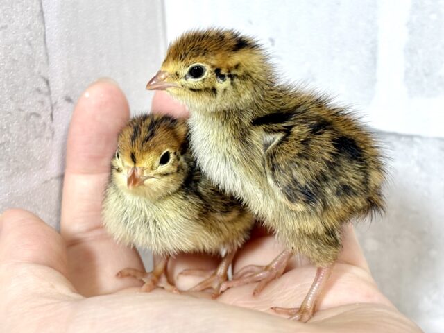 並ウズラ 🐥🐥🌿‬