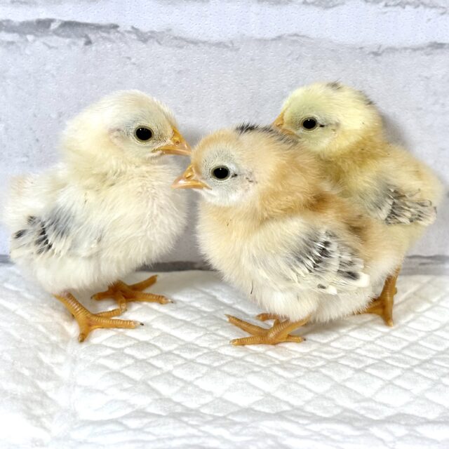 セラマ 🐥🐥 セラマ