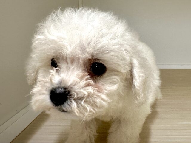 ビションフリーゼ