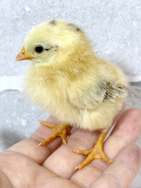 セラマ 🐥🐥 セラマ