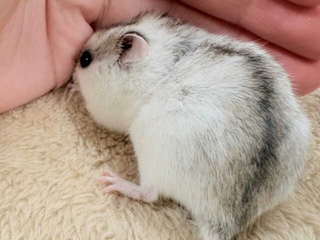 チャイニーズハムスター