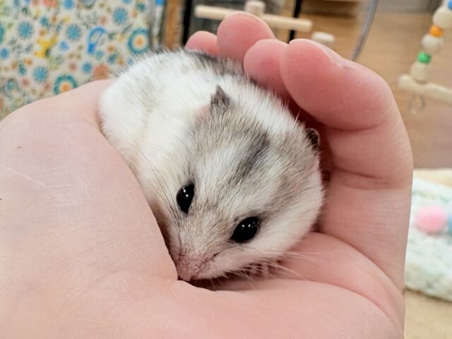 チャイニーズハムスター