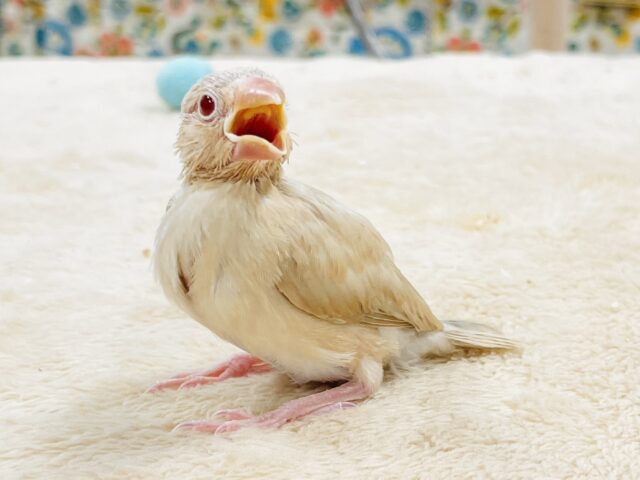 【最新画像】ふんわりミルクティーみたい🫖✨シナモン文鳥（ヒナ）