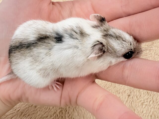 チャイニーズハムスター