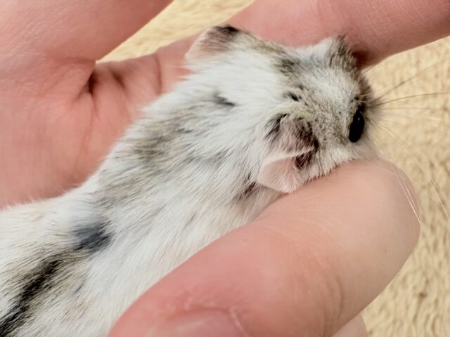 チャイニーズハムスター