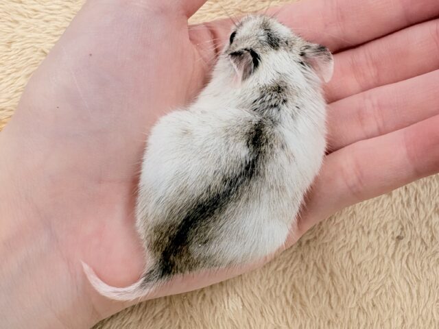 チャイニーズハムスター