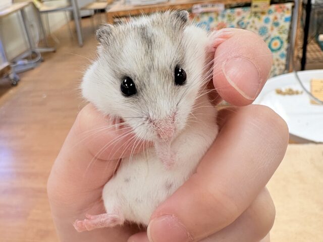 チャイニーズハムスター