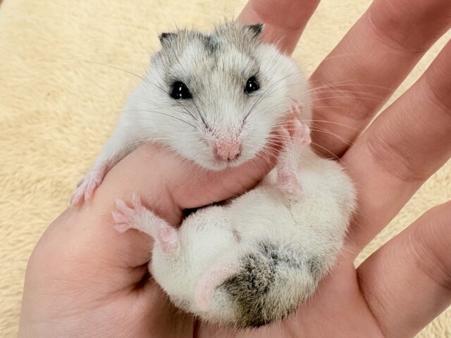 チャイニーズハムスター