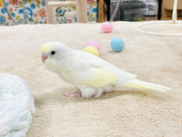 セキセイインコ