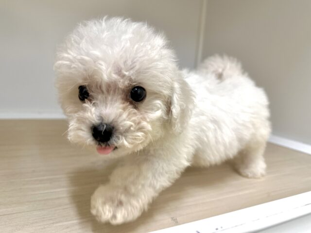 ビションフリーゼ