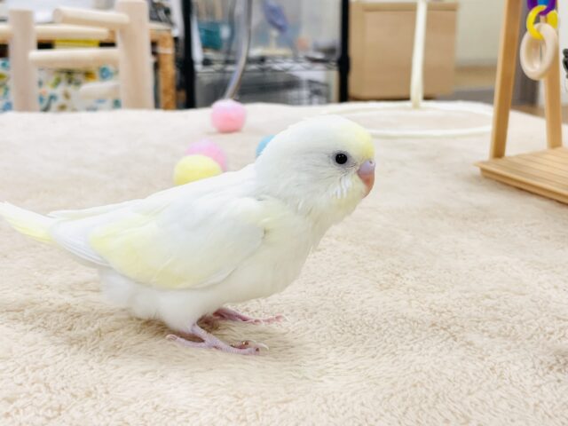 セキセイインコ