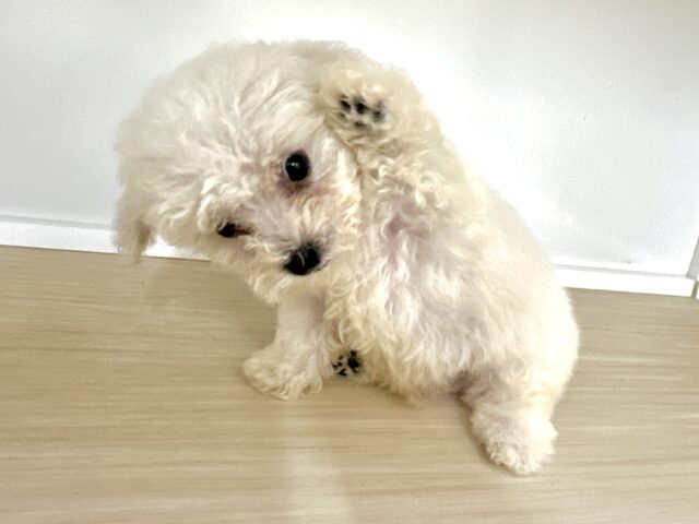 ビションフリーゼ